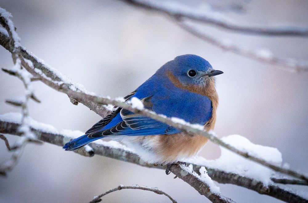 A blurbird sits on a snow covered branch. They look to the right. 