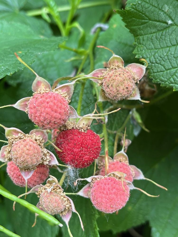 Thimbleberry (Rubus parviflorus), cluster of fruits, with one red and ripe.