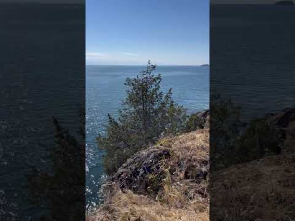 Seaside Juniper (Juniperus maritima)