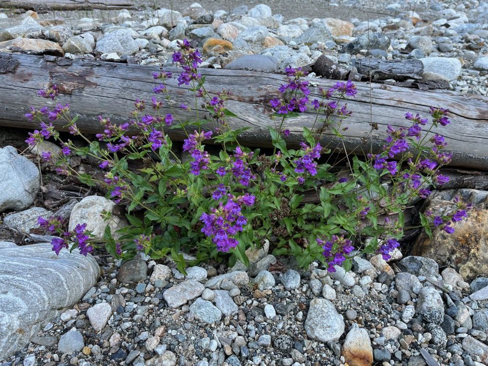 Penstemon serrulatus, Cascade Penstemon