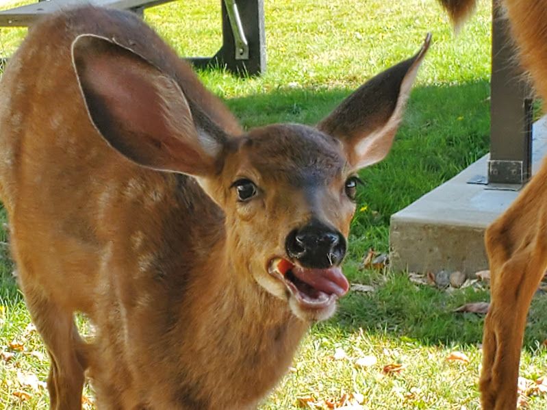 A deer fawn eating an apple