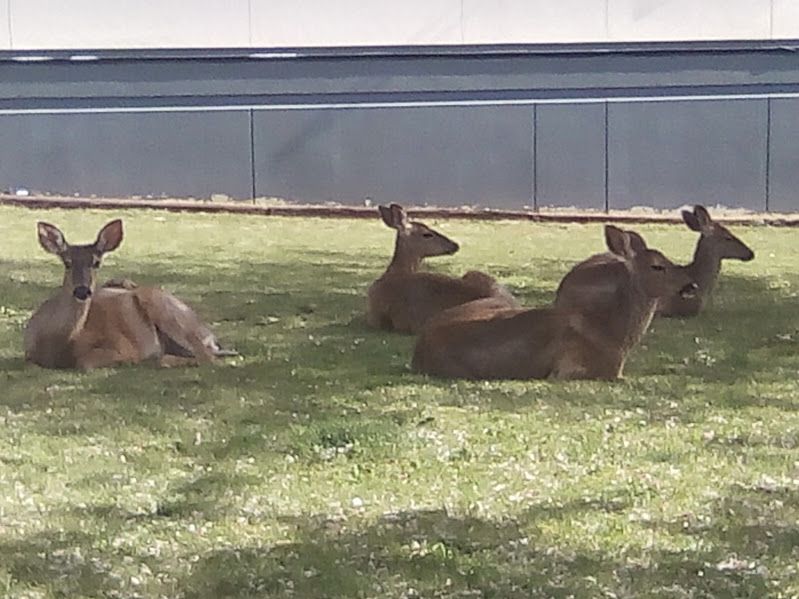 Four deer lying on the grass in the shade