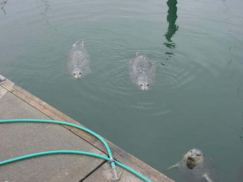 Three seals in the water next to a dock