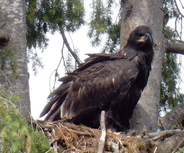 A young Bald Eagle in the nest