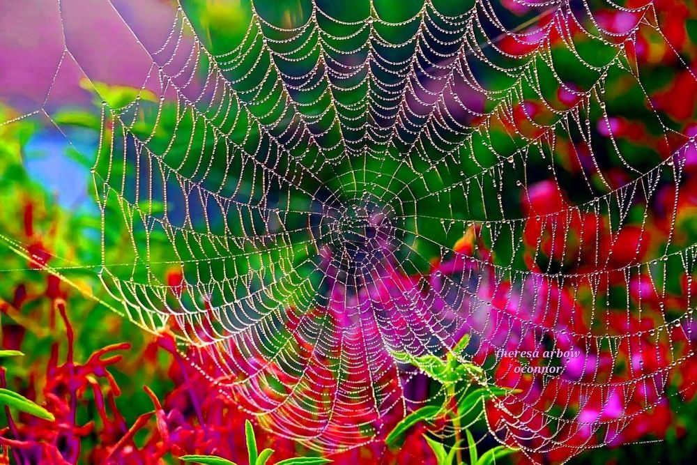 A spider web amid colorful flowers