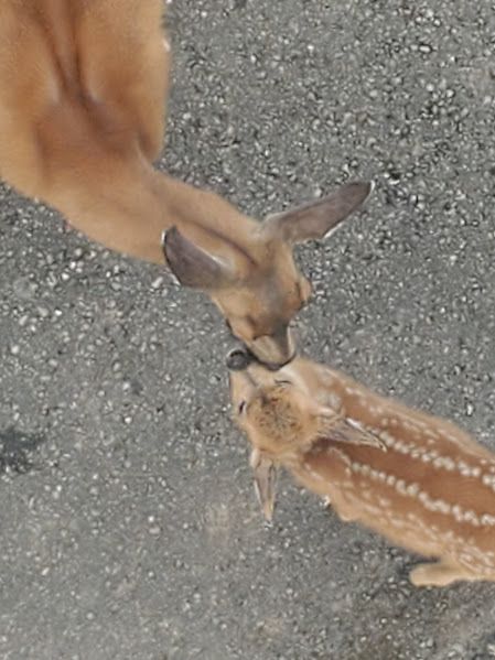 A deer doe and fawn