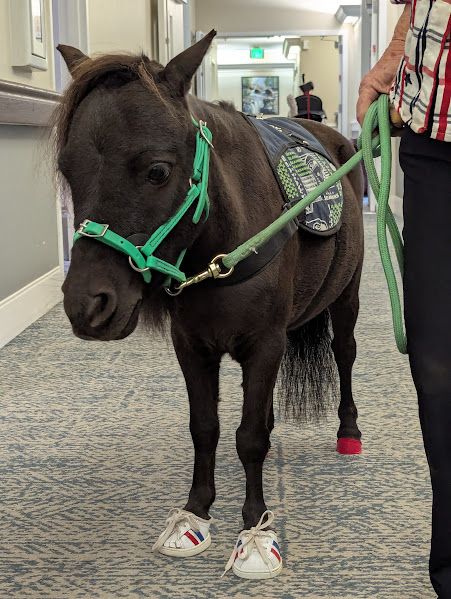 A miniature horse
