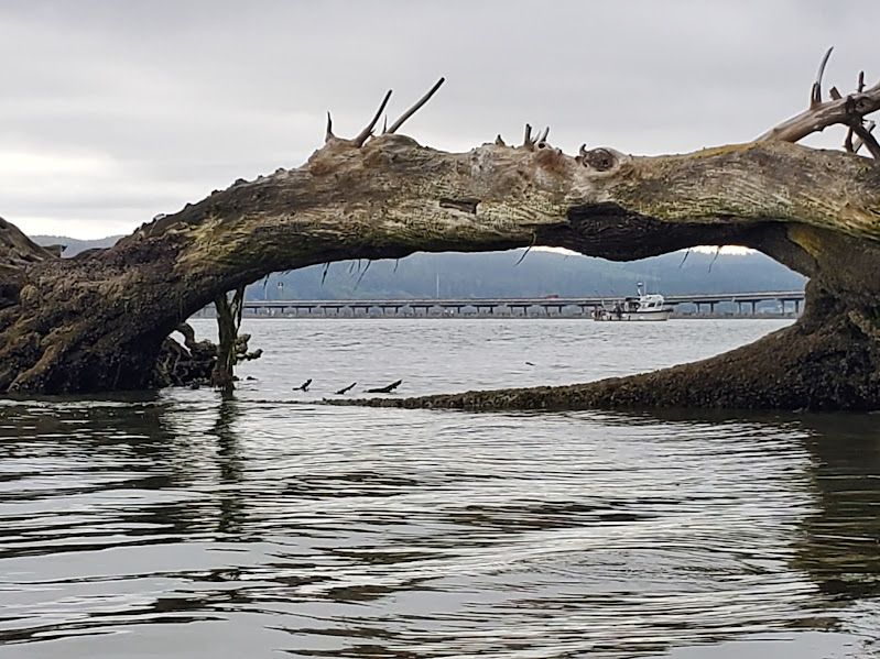 A bridge through a fallen tree