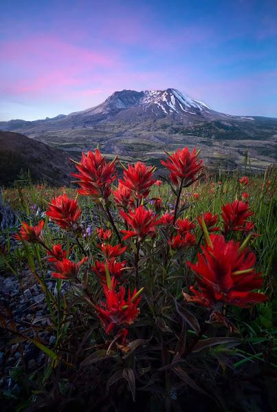 Wildflowers and Mt St Helens