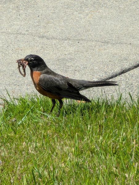 A robin with a bunch of worms