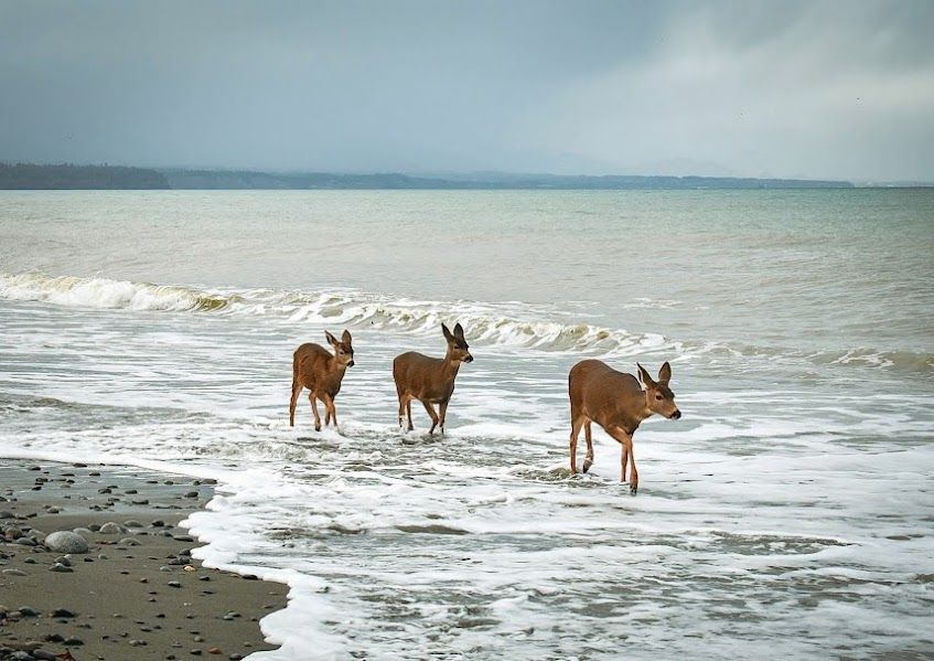Three deer wading in the surf