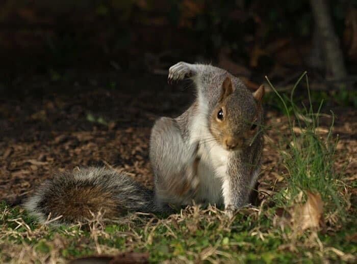 A squirrel with one paw on the ground and the other raised in the air