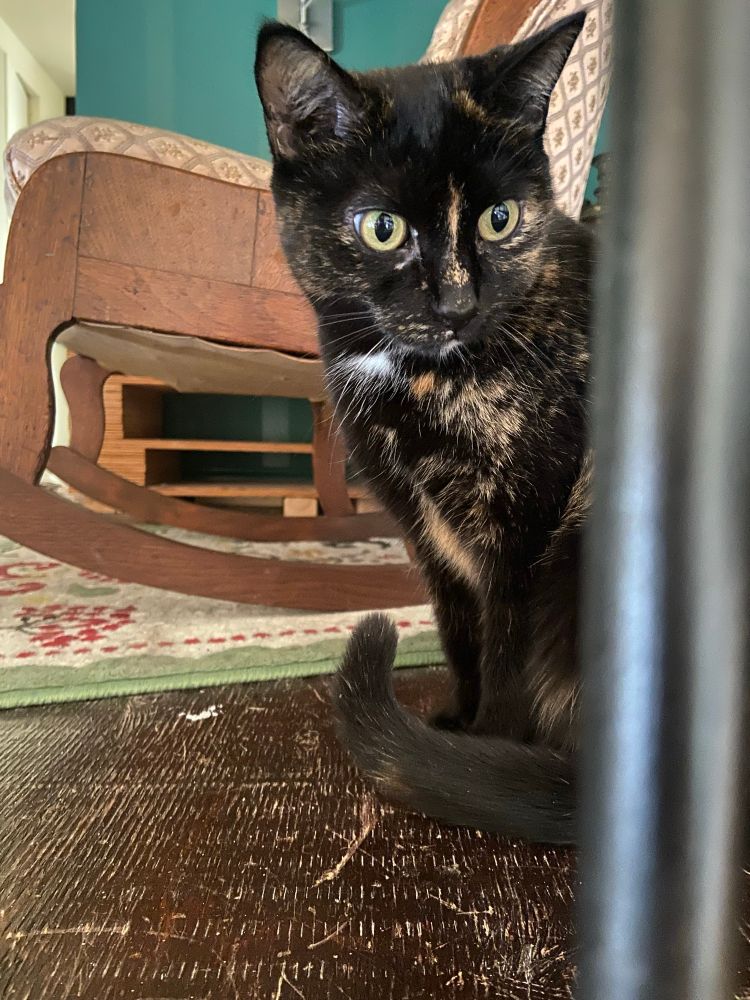  A large eyed small tortoise shell cat peering off to the right