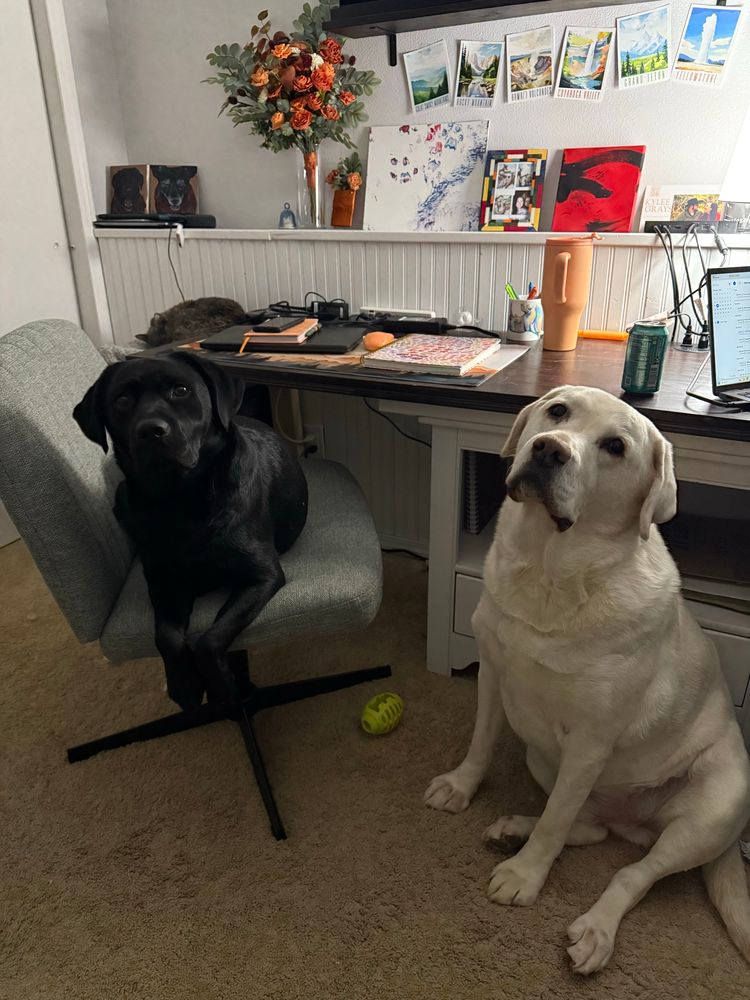 Labrador retrievers sitting in front of an office desk. One dog is sitting in a chair that is wide and armless. 