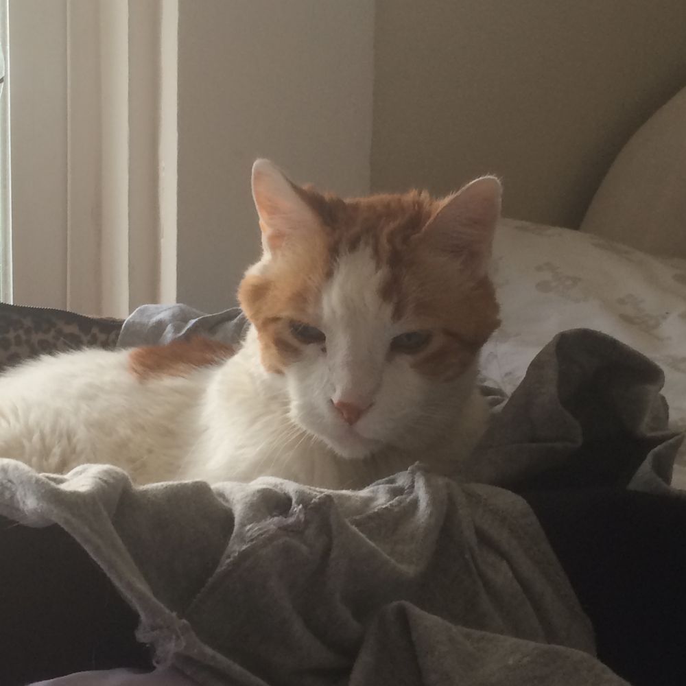 Sleepy-eyed orange and white cat waking up in his little bed.