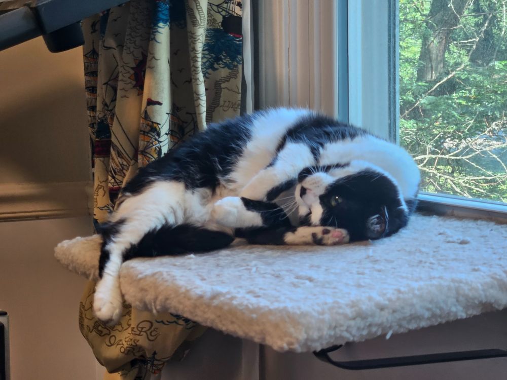 Black and white cat laying twisted with the top of her head resting on her perch and legs arranged so that one of her back feet is by her face, her front legs are tucked into her middle, and her other back leg is hanging off her perch 