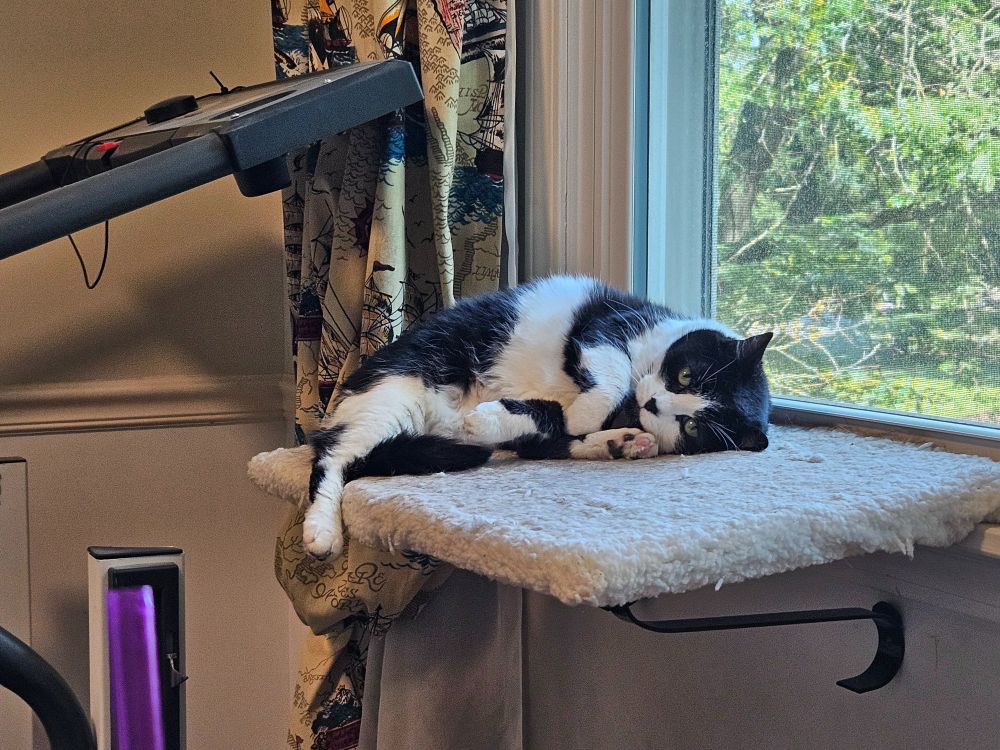 Black and white cat laying on her side with feet arranged in a way that makes it difficult to tell which leg goes where