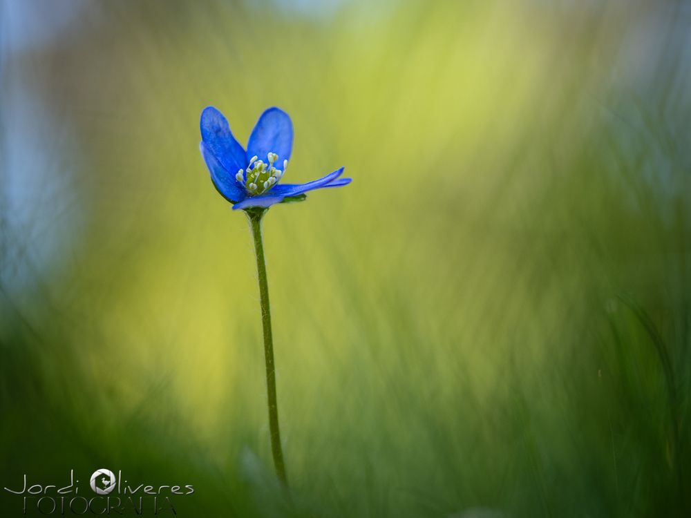 Flor d'herba fetgera (Anemone hepatica)