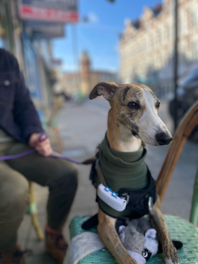 Sephy the whipper with her paws on a chair 