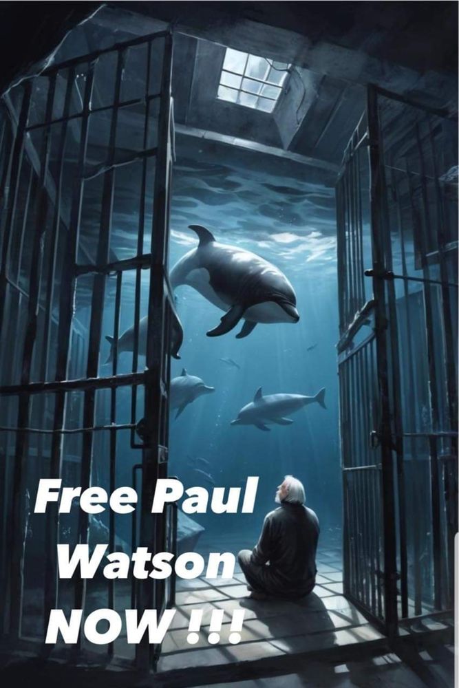 Paul est assis en tailleur dans une prison au fond de l'eau, les portes en fer de la cage sont ouvertes, orques et dauphins viennent à sa rencontre...
Ce sont eux qui ont ouvert les portes ?