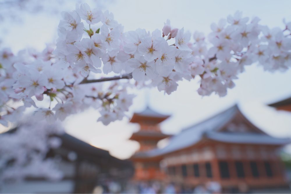 清水寺の桜