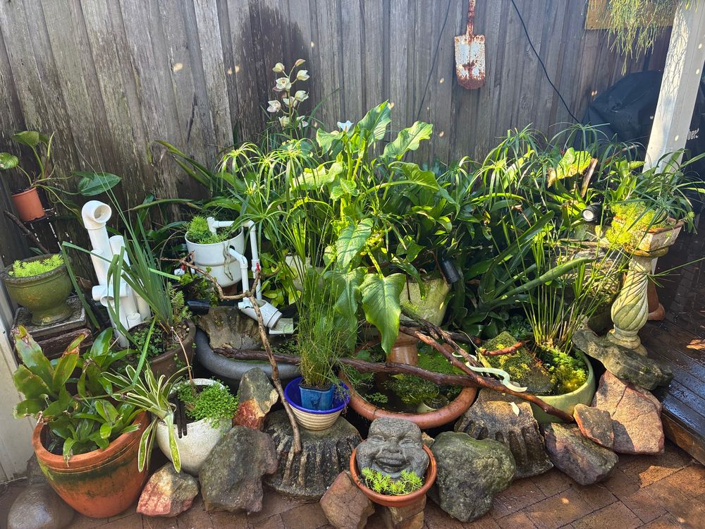 Ponds and plants and rocks and pipes! 