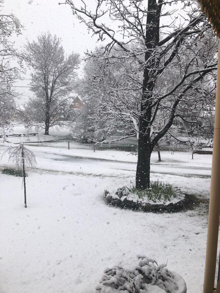 A photo of a garden covered in white snow. 