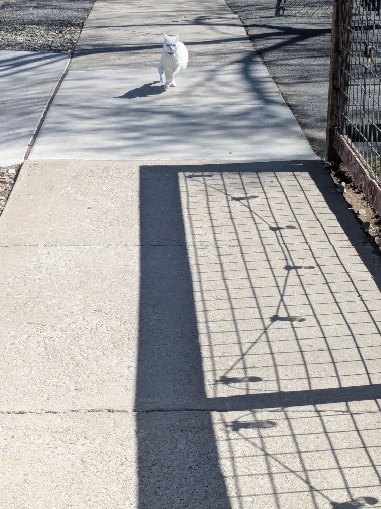 a white cat mid-run on a city sidewalk, ears pinned back