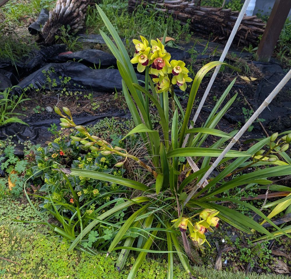 Orchids in my garden 
