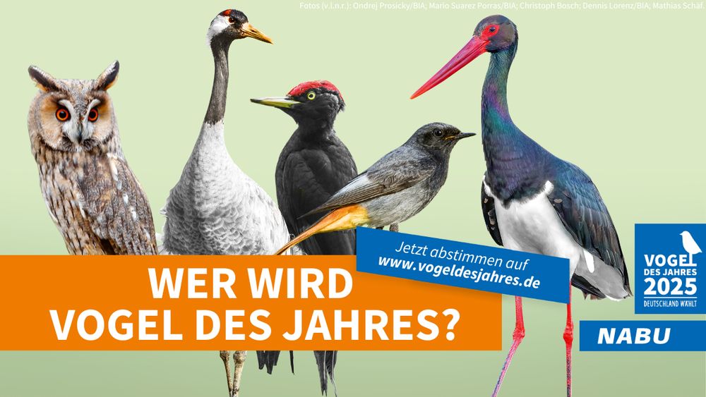 Deutschland wählt den Vogel des Jahres 2025 - NABU