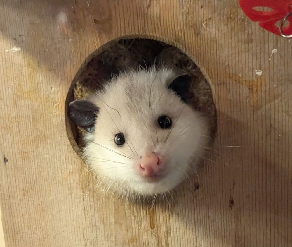 Opossum, head poking out of a wooden shelter