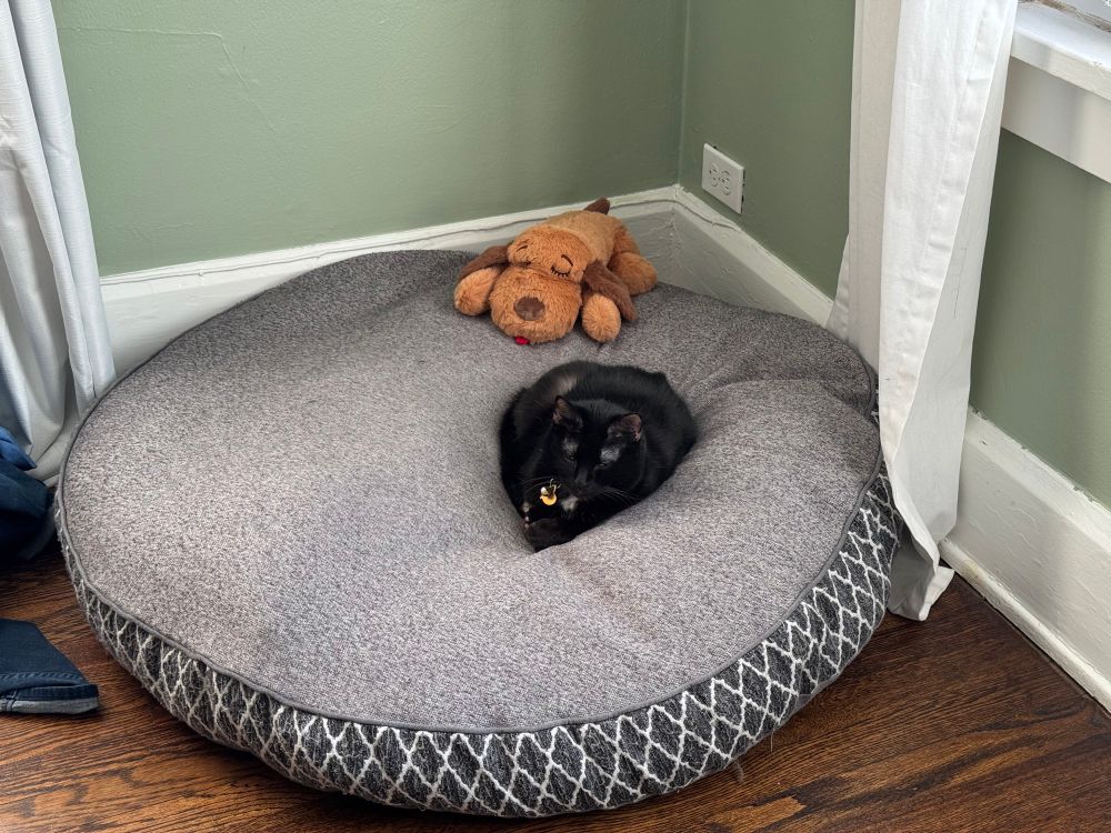 A black domestic shorthair cat comfortably loafed in the middle of a large dog bed. 