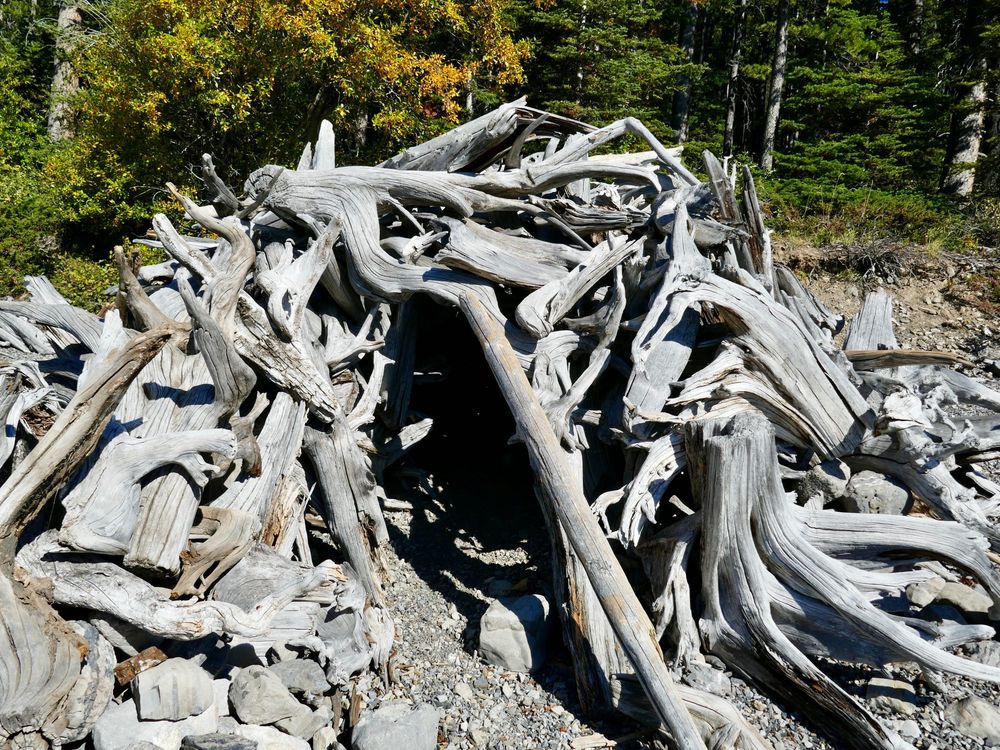 A driftwood hut