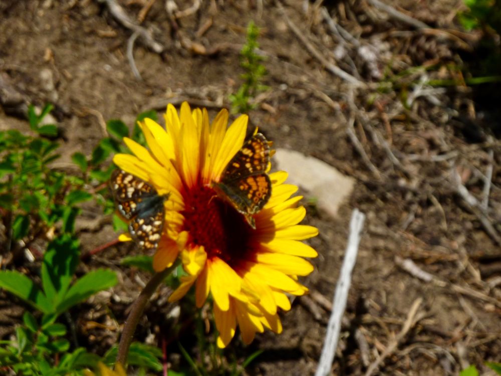 A brown-eyed Susan being visited by two butterflies.