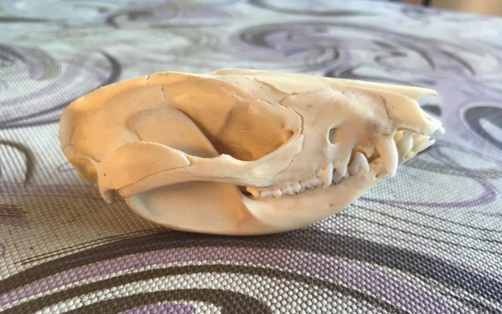 Side view of an opossum skull. It is placed on a table with patterns of grey and purple swirls.