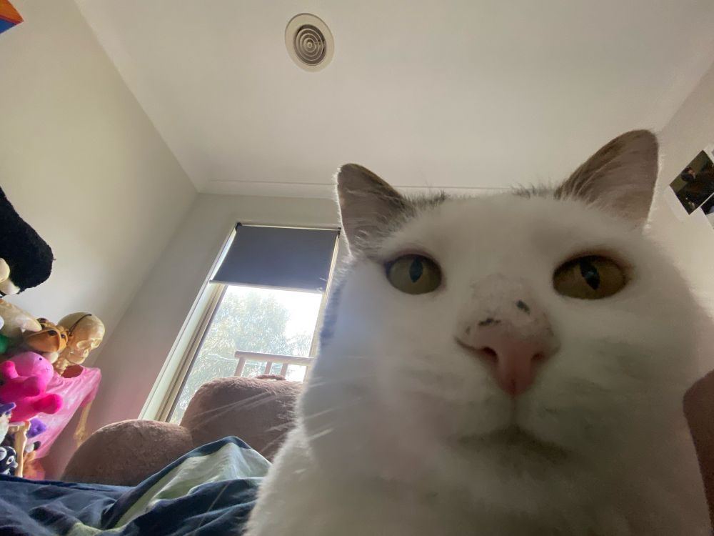 Very silly photograph of my cat Reef