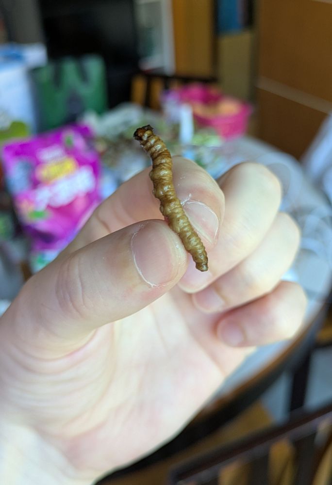 Caterpillar fungus 🐛