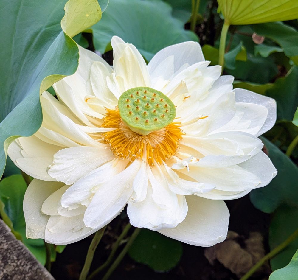Lotus flower in full bloom
