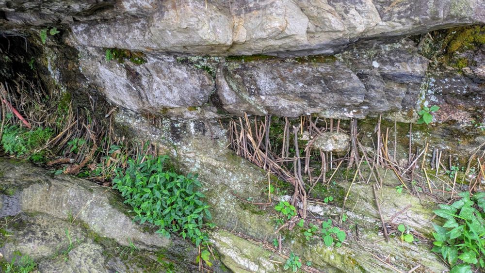 Branches are jammed into crevices in the rocks. Lushan, China