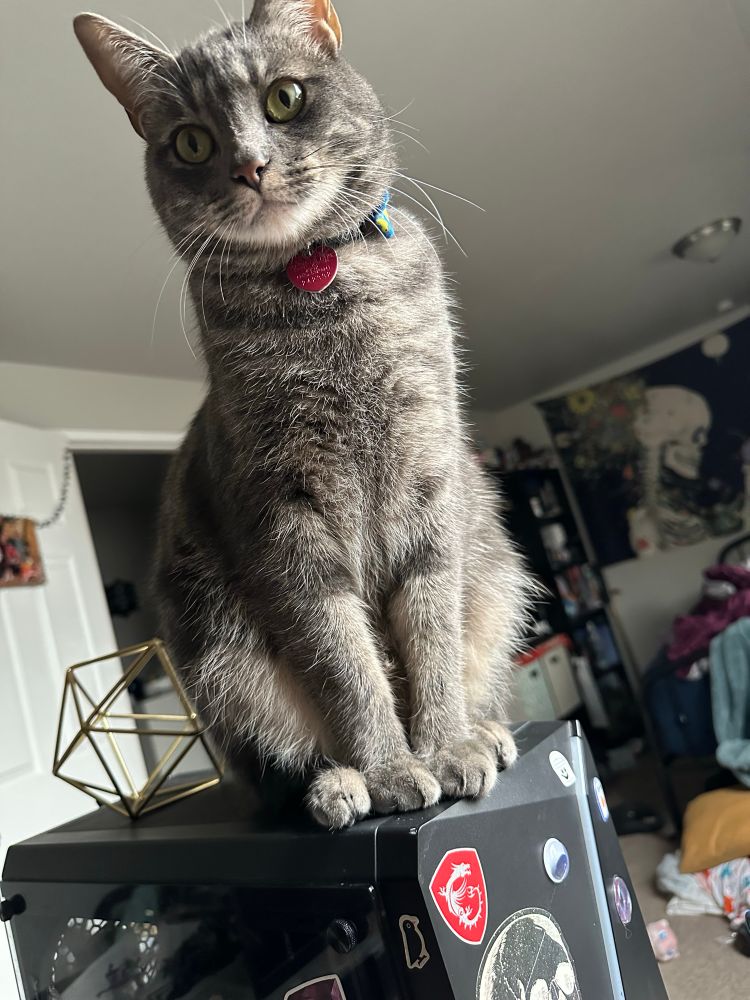 Smoky grey cat sitting on PC