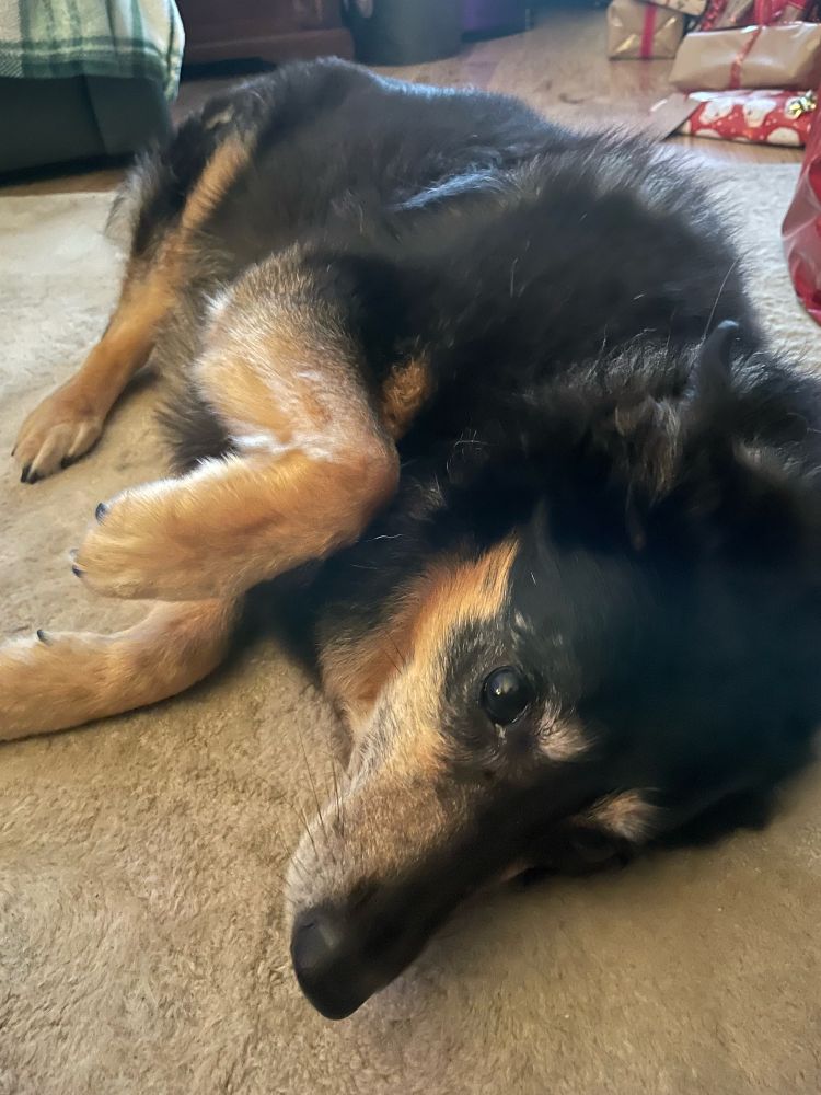Photo of a collie cross dog lying down on her side on a rug looking at the camera (Indie 🖤)