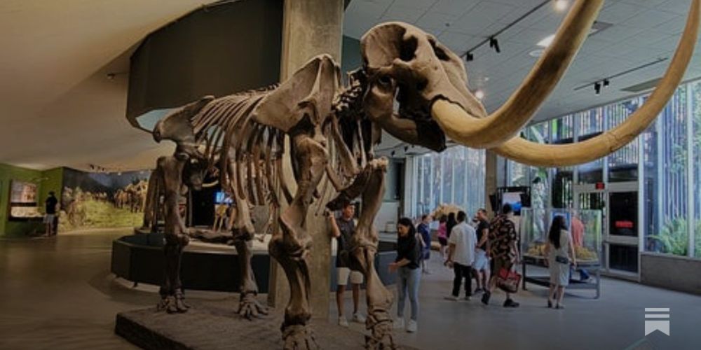 La Brea Tar Pits: Fossils found in the art museum parking garage