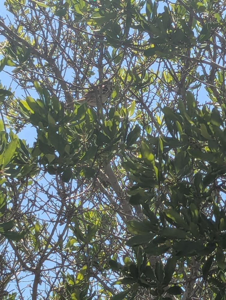 Sparrow looking bird well hidden in a tree