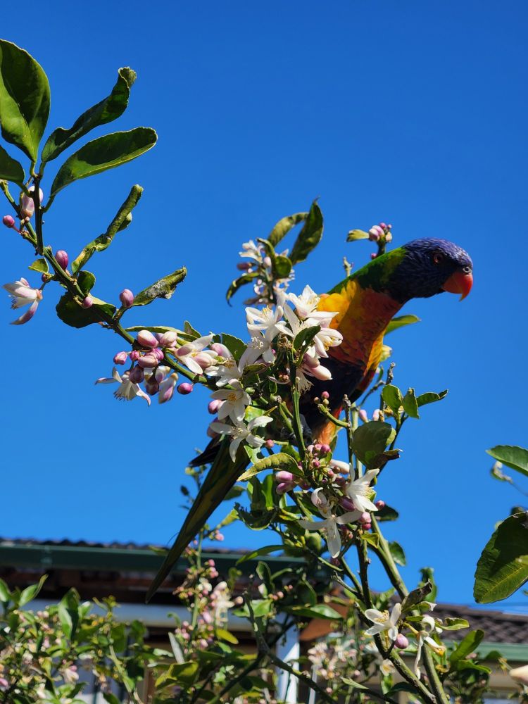 Stretchy rainbow lorikeet