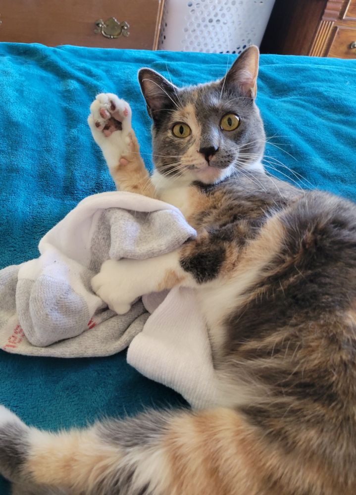 A gray, tan, and white calico cat with huge golden eyes holds on to her favorite sock mid roll. She is looking at the camera with her front paw up as if waving.