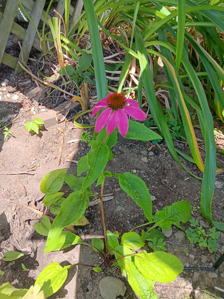 Purple Coneflower
