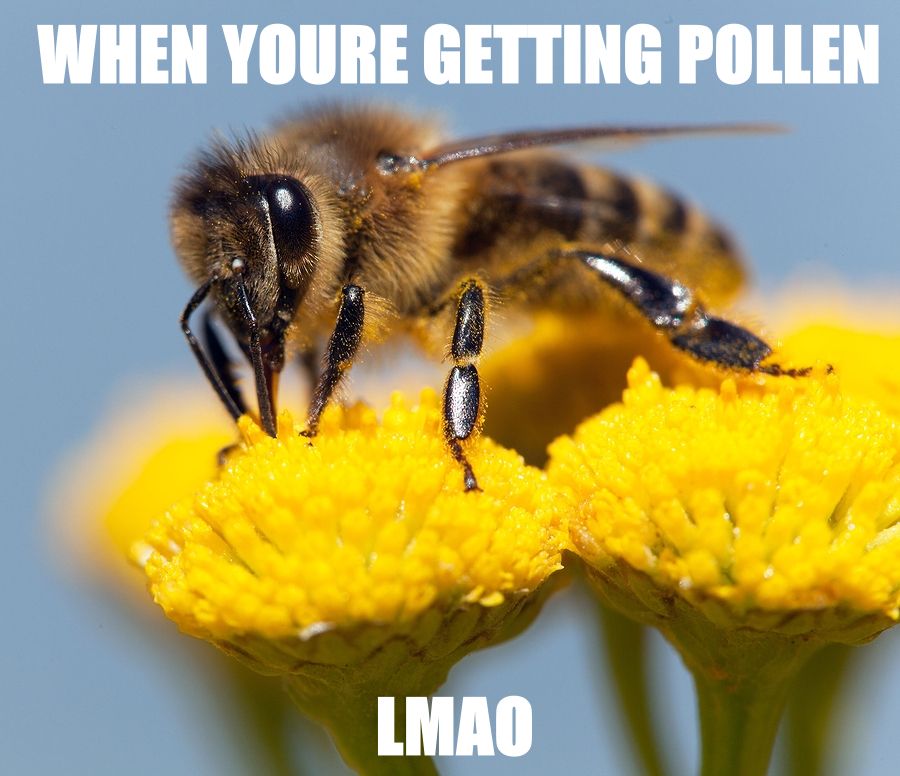 a photograph of a bee on a yellow flower with impact font in all caps reading "when youre getting pollen. lmao"