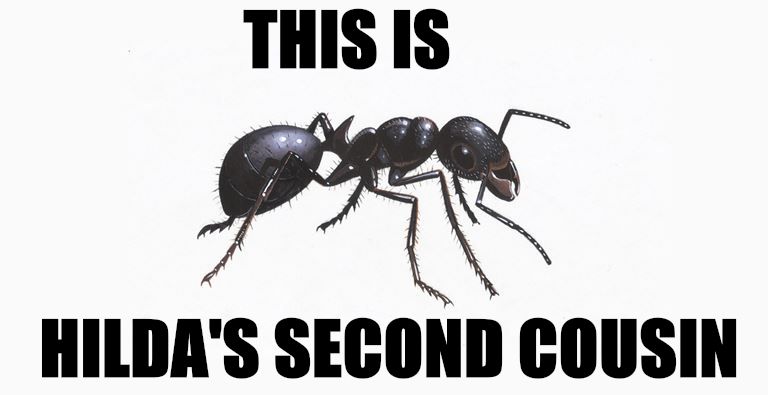 a scientific drawing of an ant with impact font above and below it reading "this is hilda's second cousin" in all caps.