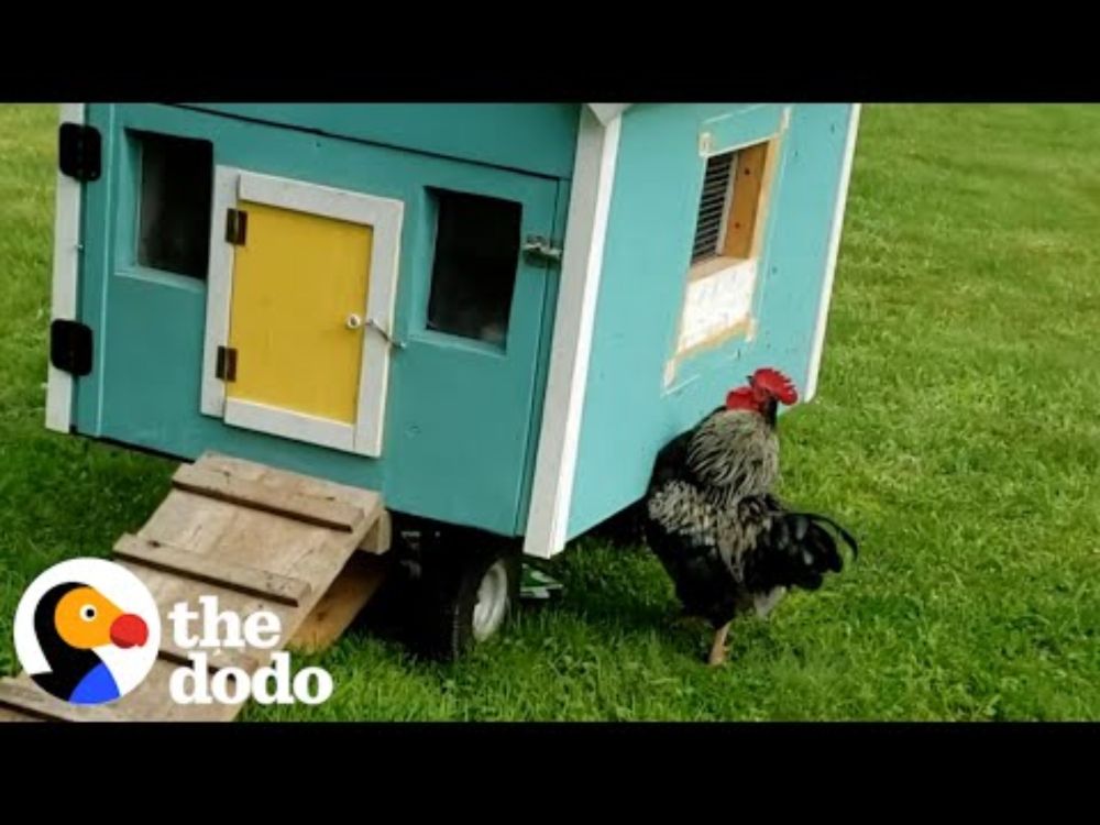 Rooster Sprints To His Wife Every Single Morning | The Dodo