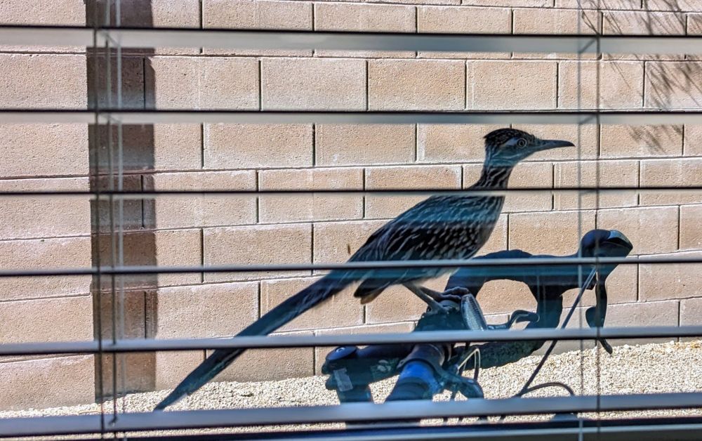 A roadrunner perched on a bicycle 